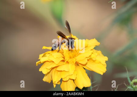 Eine Biene auf einer Calendula Blume Nahaufnahme. Eine Biene sammelt Nektar Honig zu machen und pollinates eine Ringelblume Blume Stockfoto