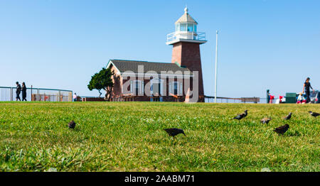 Vögel füttern auf grünem Rasen im Lighthouse Point Park. Hintergrund Santa Cruz Surfing Museum in der Marke Abbott Memorial Leuchtturm - Santa Cruz, Kalifornien, USA - 2019 entfernt Stockfoto