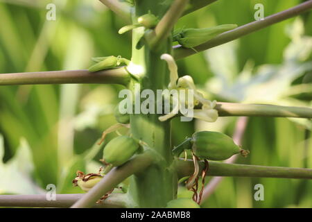 Papaya Früchte Papaya Baum im Garten in Indien Natur frische grüne Papaya am Baum mit Früchten und Blumen Stockfoto