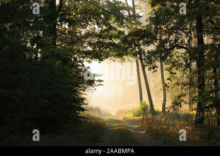 Wald Weg unter den Herbst Eichen beleuchtet von der aufgehenden Sonne bei Nebel. Stockfoto