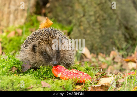 Hedgehog (Lateinischer Name: Erinaceus Europaeus) Wilde, Eingeborener, Europäische Igel mit red Agaric Fliegenpilz und grünen Moos Fliegen. nach Vorne. Landschaft Stockfoto