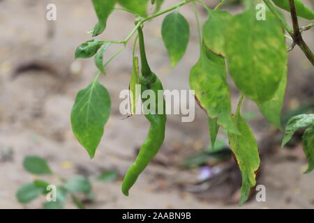 Grüner Pfeffer oder Chili aus der Farm, in der Nähe von bis oder Makro frische schöne grüne Paprika auf dem Markt Textur und Hintergrund, eine Menge Chili auf Warenkorb fo Stockfoto