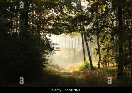 Wald Weg unter den Herbst Eichen beleuchtet von der aufgehenden Sonne bei Nebel. Stockfoto