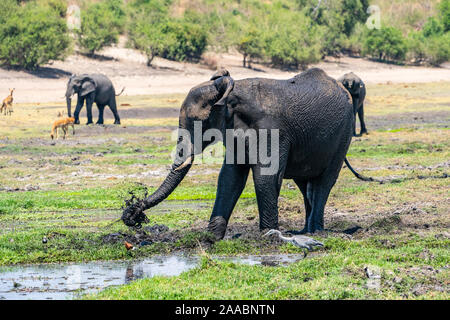 Eine Herde von afrikanischen Elefanten Trinkwasser in ein Wasserloch. Am Chobe Nationalpark Botswana fotografiert. Stockfoto