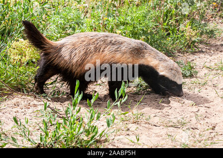 Nahaufnahme eines Honigdachses (Mellivora capensis). Der Honigdachs, auch bekannt als die Ratel, ist ein Mitglied der Familie Mustelidae. In Isra fotografiert. Stockfoto