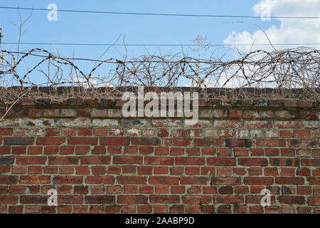 Stacheldraht auf der Mauer montiert. Stockfoto