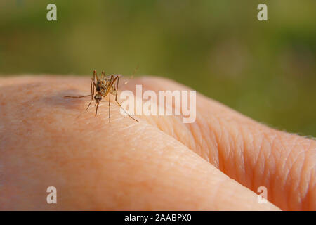 Eine Hand aus einem mückenstich. Moskito Getränke Blut auf dem Arm. Stockfoto