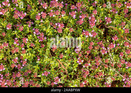 Blühende Thymian Thymian - Thymus serpyllum. Ground Cover Thymian Pflanze für den Steingarten. Stockfoto