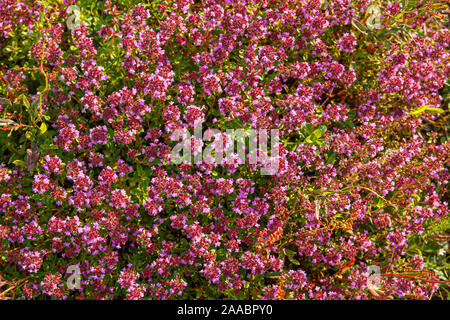 Blühende Thymian Thymian - Thymus serpyllum. Ground Cover Thymian Pflanze für den Steingarten. Stockfoto