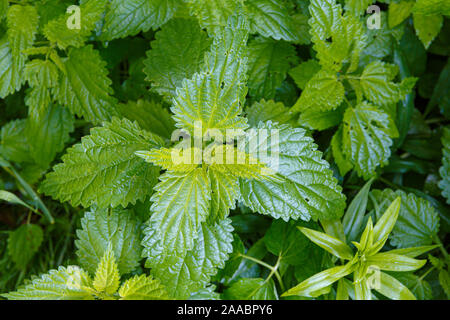 Textur grün Brennessel im Garten Stockfoto