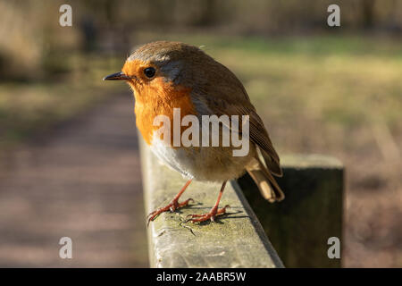 Freche Robin. Europäische Robin (Erithacus Rubecula), comonly bekannt als Robin oder Robin redbreast Stockfoto