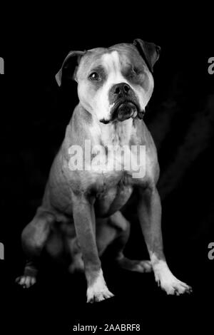 Schwarzweißfoto eines Bulldoggen, Studiofoto mit schwarzem Hintergrund Stockfoto