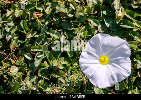 Eine weiße bindweed große Blume auf einem Hintergrund von grünem Laub Stockfoto