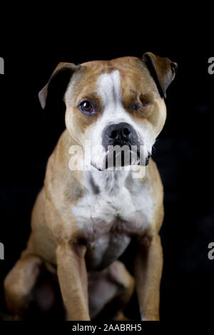 American Pit Bull Terrier Studio-Foto Stockfoto