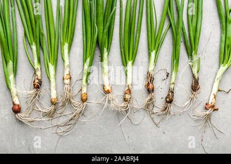 Frische, grüne Zwiebeln, schmutzige Gemüse, frisch geernteten Garten produzieren. Bauernhof frische Zwiebeln mit Feder Schnittlauch. Stockfoto