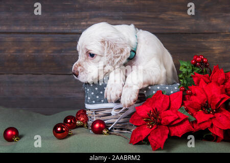 English Setter Welpen mit Weihnachtsstern rot Blumen. Stockfoto