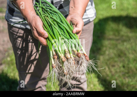 Frische Frühlingszwiebeln, grüne Gemüse frisch im Garten geerntet, ökologischer Landbau Konzept Stockfoto