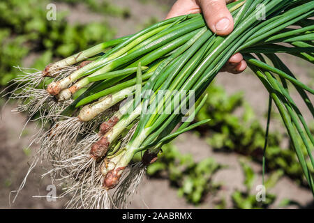 Frisch Gemüse geerntet. Landwirt in den Garten mit Feder grüne Zwiebel Bündel. Stockfoto