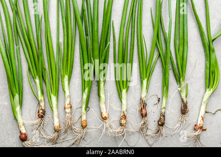 Frische Frühlingszwiebeln, grüne Gemüse frisch im Garten geerntet, ökologischer Landbau Konzept Stockfoto