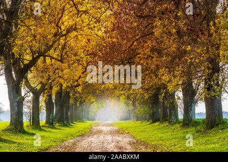 Feld Pfad durch Avenue mit Asche (Fraxinus) im Herbst, in der Nähe von Neubrandenburg, Mecklenburg-Vorpommern, Deutschland