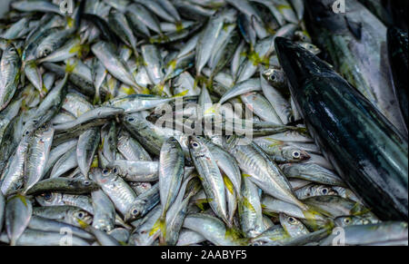 Verschiedene Fische auf dem Zähler Fish shop Stockfoto