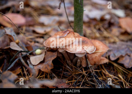 Gruppe der essbaren Pilze Armillaria Mellea Honig blätterpilze wie in einem Herbst Nadelwald unter roten bekannt eine gelbe Blätter. Stockfoto