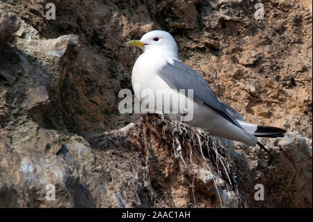 Kittiwake - Rissa tridactyla Stockfoto