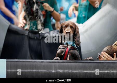 Hunde und ihre Besitzer, die sich in den schlammigen Hund Herausforderung, Bekämpfung einen Hindernisparcours beim Gassi, alle in Hilfe von Battersea Hunde zuhause, in S Stockfoto