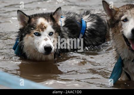 Hunde und ihre Besitzer, die sich in den schlammigen Hund Herausforderung, Bekämpfung einen Hindernisparcours beim Gassi, alle in Hilfe von Battersea Hunde zuhause, in S Stockfoto