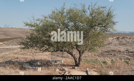 Einen knorrigen alten Christus Thorn jujube Ziziphus Spina-Christi in der Nähe der Kanaaniter gut bei tel Lachisch in Israel nach Norden entfernt Stockfoto