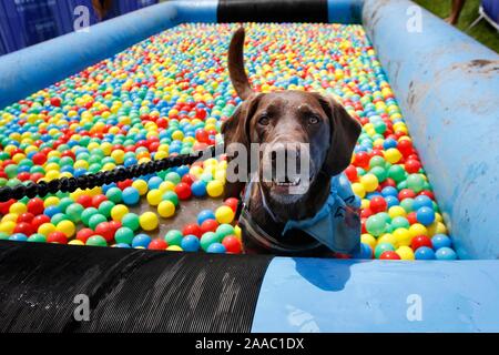 Hunde und ihre Besitzer, die sich in den schlammigen Hund Herausforderung, Bekämpfung einen Hindernisparcours beim Gassi, alle in Hilfe von Battersea Hunde zuhause, in S Stockfoto