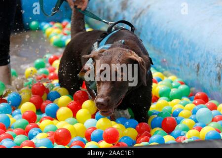 Hunde und ihre Besitzer, die sich in den schlammigen Hund Herausforderung, Bekämpfung einen Hindernisparcours beim Gassi, alle in Hilfe von Battersea Hunde zuhause, in S Stockfoto