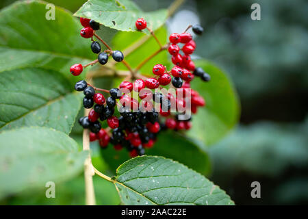 Beeren rot-schwarz Wayfaring Baum - Viburnum Lantana, Gartenanlage, Herbst Dekoration Stockfoto