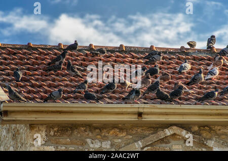 Tauben auf dem Dach des alten Schlosses Stockfoto