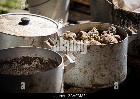 Verschmutzte Aluminium Töpfe mit Futtermitteln, gekeimte Kartoffeln, alte Gerichte im Dorf Stockfoto