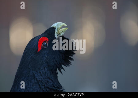 Capercaillie (Tetrao urogallus) im Kiefernwald, Europa Stockfoto