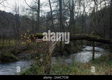 Gefallenen Baum in der Nähe des Flusses, Slowakei Stockfoto