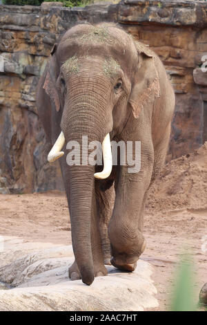 Männliche, Aung Bo Asiatischen Elefanten (Elephas maximus) Stockfoto