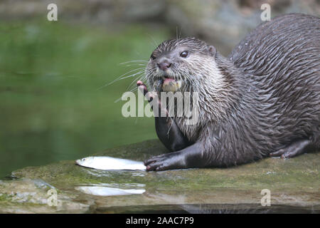 Weibliche asiatische Kurze Krallen Otter, Keyah (Amblonyx cinerea) Stockfoto