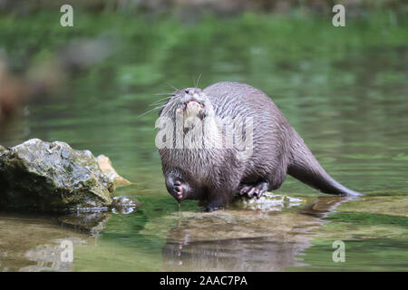 Weibliche asiatische Kurze Krallen Otter, Minnie (Amblonyx cinerea) Stockfoto