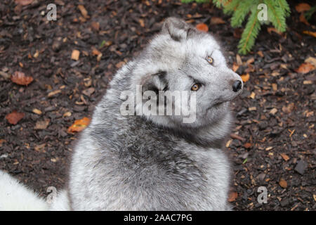 Männliche arktischen Fuchs (Vulpes lagopus) Stockfoto