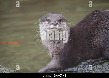 Weibliche asiatische Kurze Krallen Otter, Minnie (Amblonyx cinerea) Stockfoto