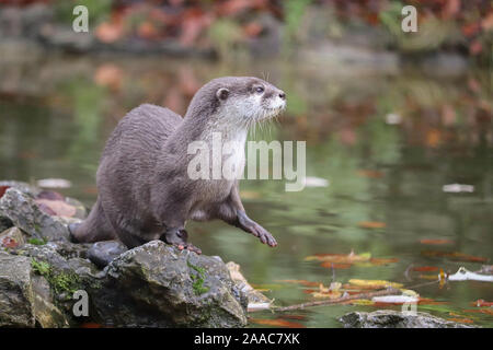 Männliche asiatische Kurze Krallen Otter, Buddy (Amblonyx cinerea) Stockfoto