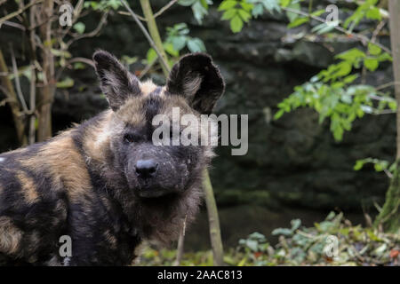 Männliche Afrikanischer Wildhund, Diallo (Lycaon pictus) Stockfoto