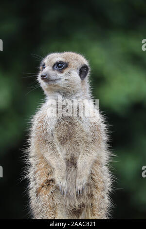 Erdmännchen (Suricata Suricatta) Stockfoto