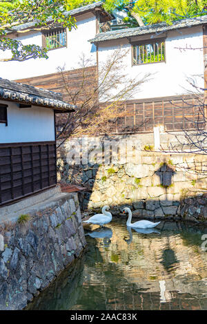 Wilden Schwan Schwimmen im Burggraben von Kurashiki Bikan Historischen Viertel. Okayama, Japan Stockfoto