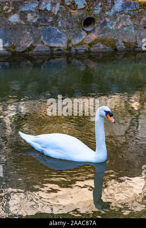 Wilden Schwan Schwimmen im Burggraben von Kurashiki Bikan Historischen Viertel. Okayama, Japan Stockfoto