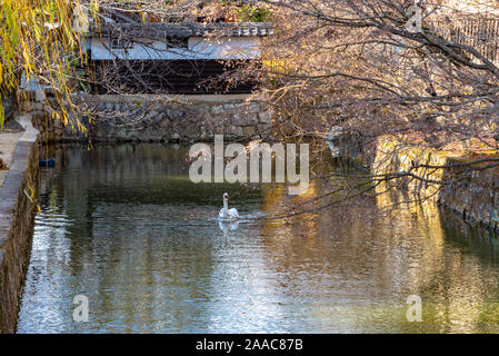 Wilden Schwan Schwimmen im Burggraben von Kurashiki Bikan Historischen Viertel. Okayama, Japan Stockfoto