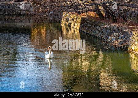 Wilden Schwan Schwimmen im Burggraben von Kurashiki Bikan Historischen Viertel. Okayama, Japan Stockfoto