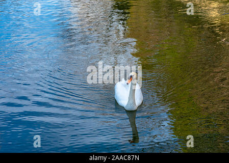 Wilden Schwan Schwimmen im Burggraben von Kurashiki Bikan Historischen Viertel. Okayama, Japan Stockfoto